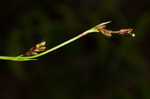 Longstalk sedge